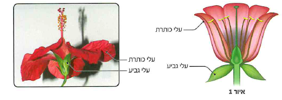 (בספר תרשים)